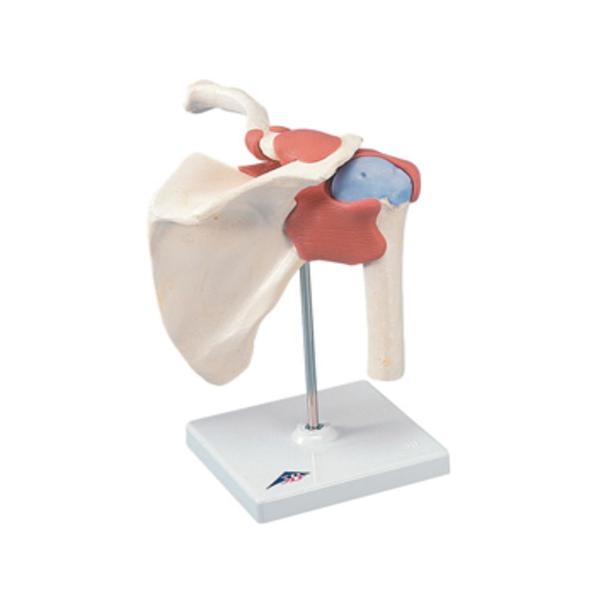 Shoulder Joint Model Functional Ea